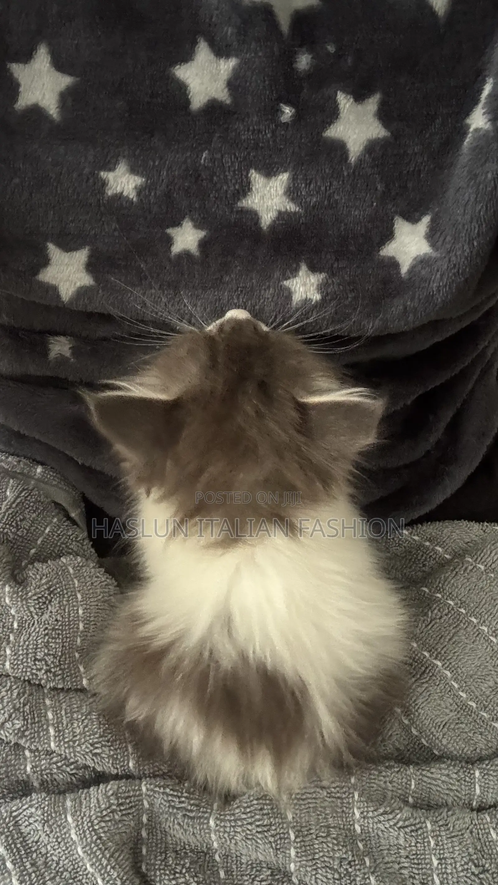 1-3 months Female Purebred Ragdoll