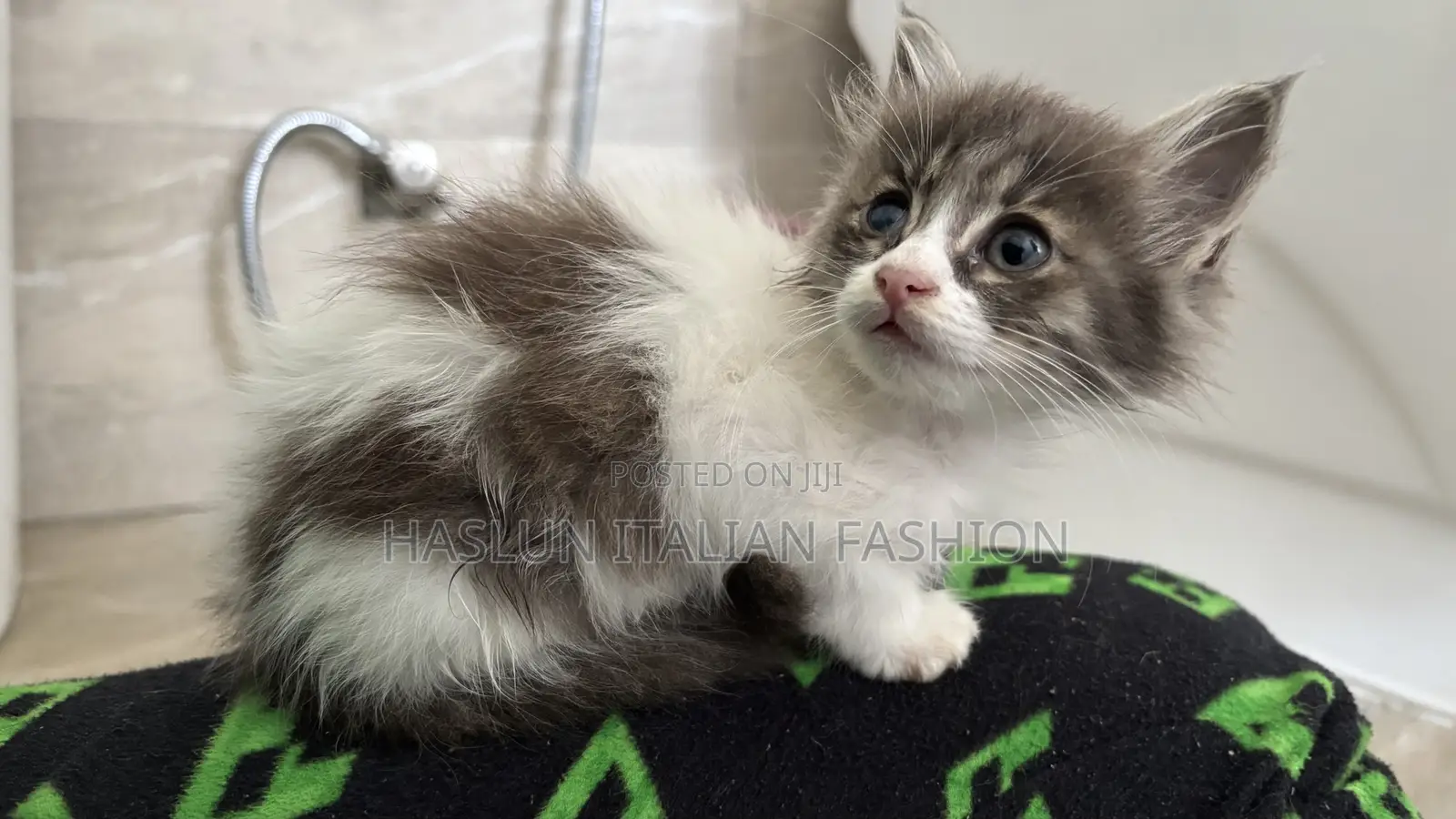 1-3 months Female Purebred Ragdoll