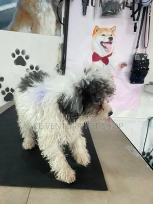 Photo - 1-3 months Male Purebred Poodle