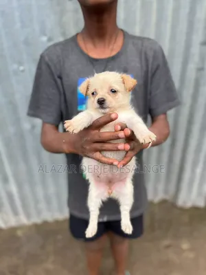 Photo - 1-3 months Female Purebred Maltese