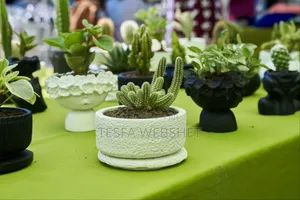 Photo - Plant and Pots