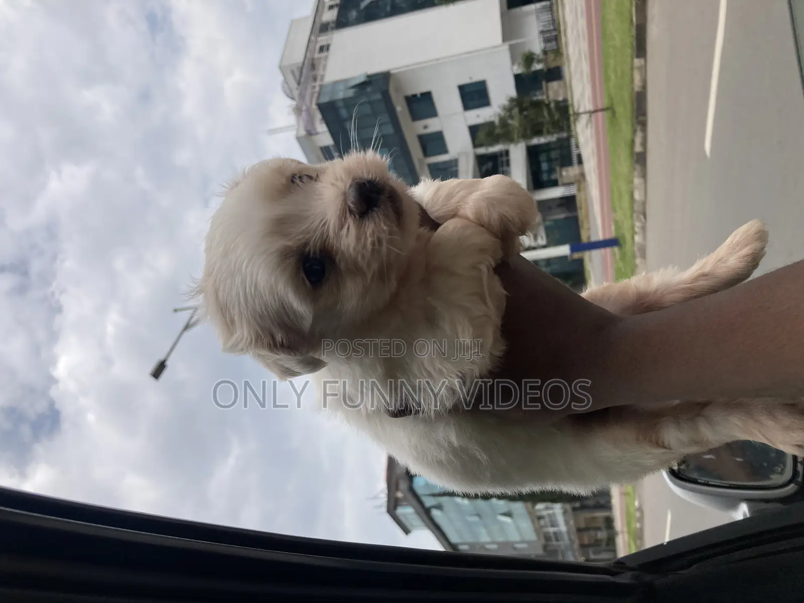 1-3 months Male Purebred Maltese