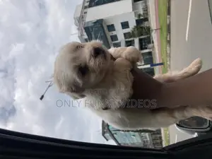 1-3 months Male Purebred Maltese