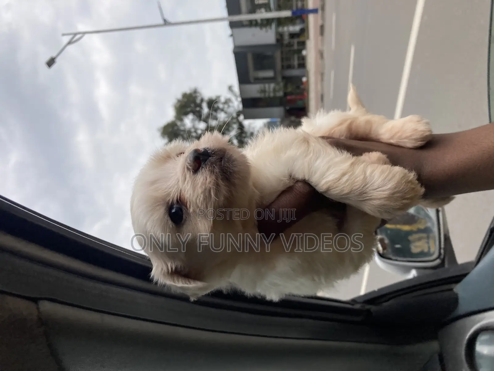 1-3 months Male Purebred Maltese