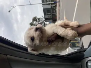 Photo - 1-3 months Male Purebred Maltese