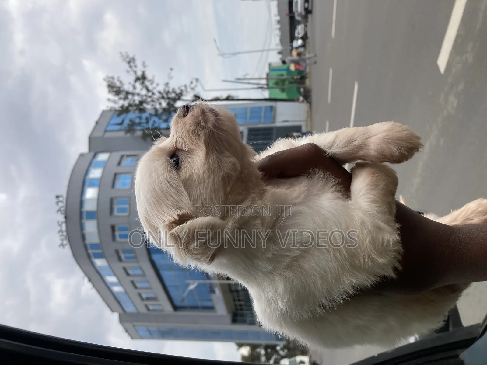 1-3 months Male Purebred Maltese