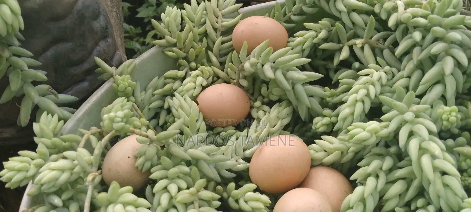 Indoor and Outdoor Plants