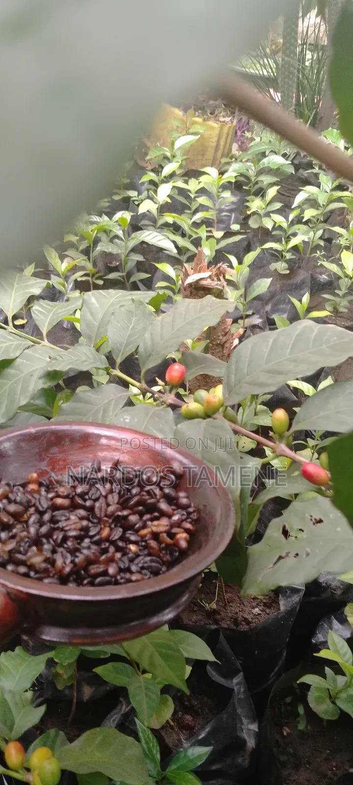 Indoor and Outdoor Plants