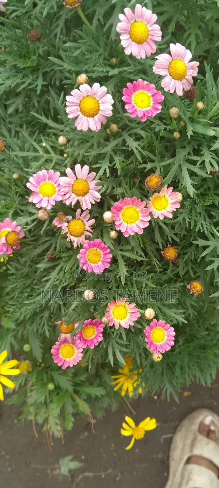 Indoor and Outdoor Plants