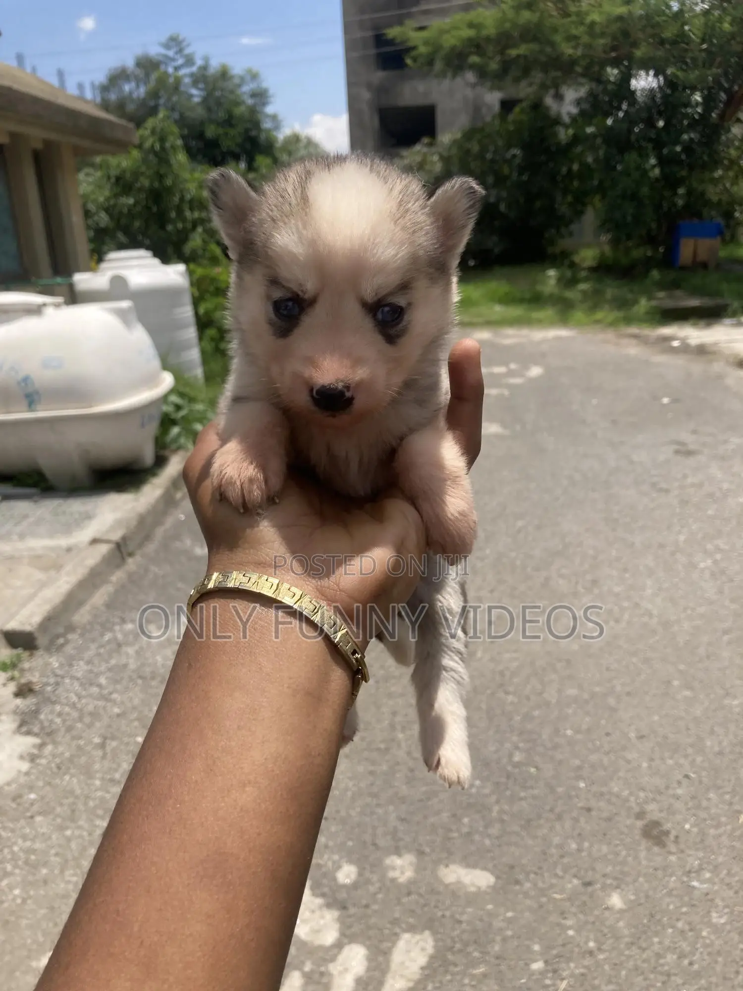 1-3 months Male Purebred Siberian Husky