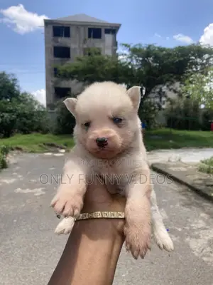 1-3 months Male Purebred Siberian Husky