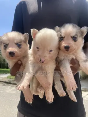 1-3 months Male Purebred Siberian Husky