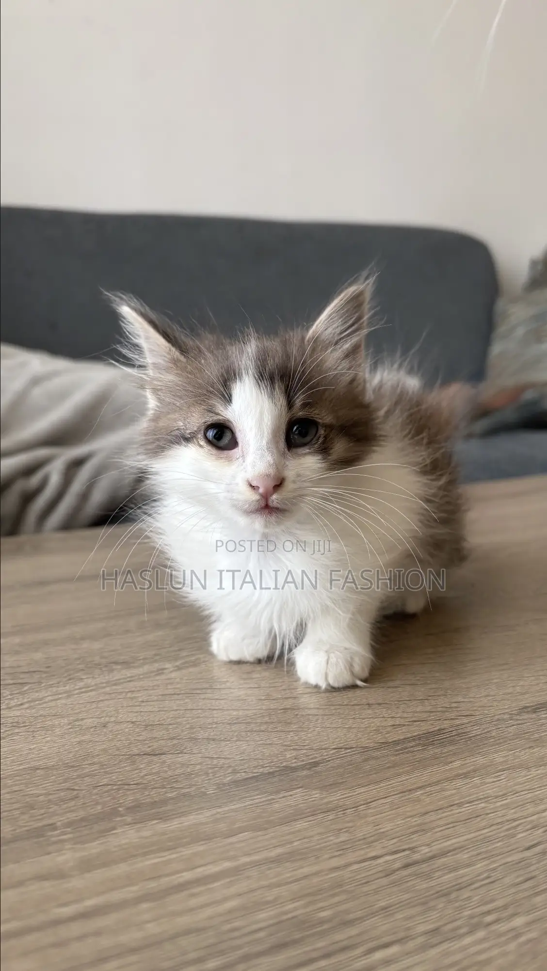 1-3 months Female Purebred Maine Coon