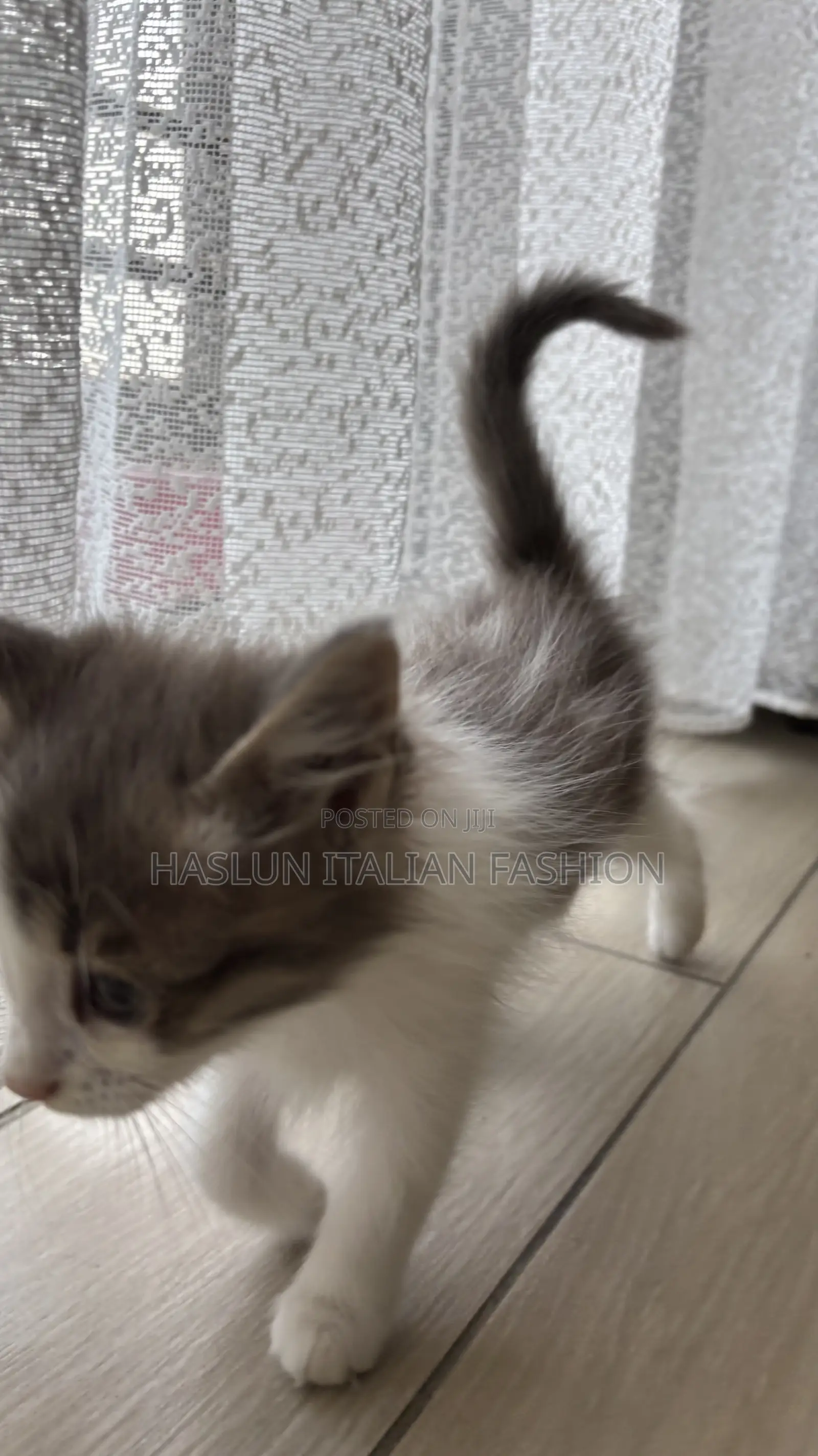 1-3 months Female Purebred Maine Coon