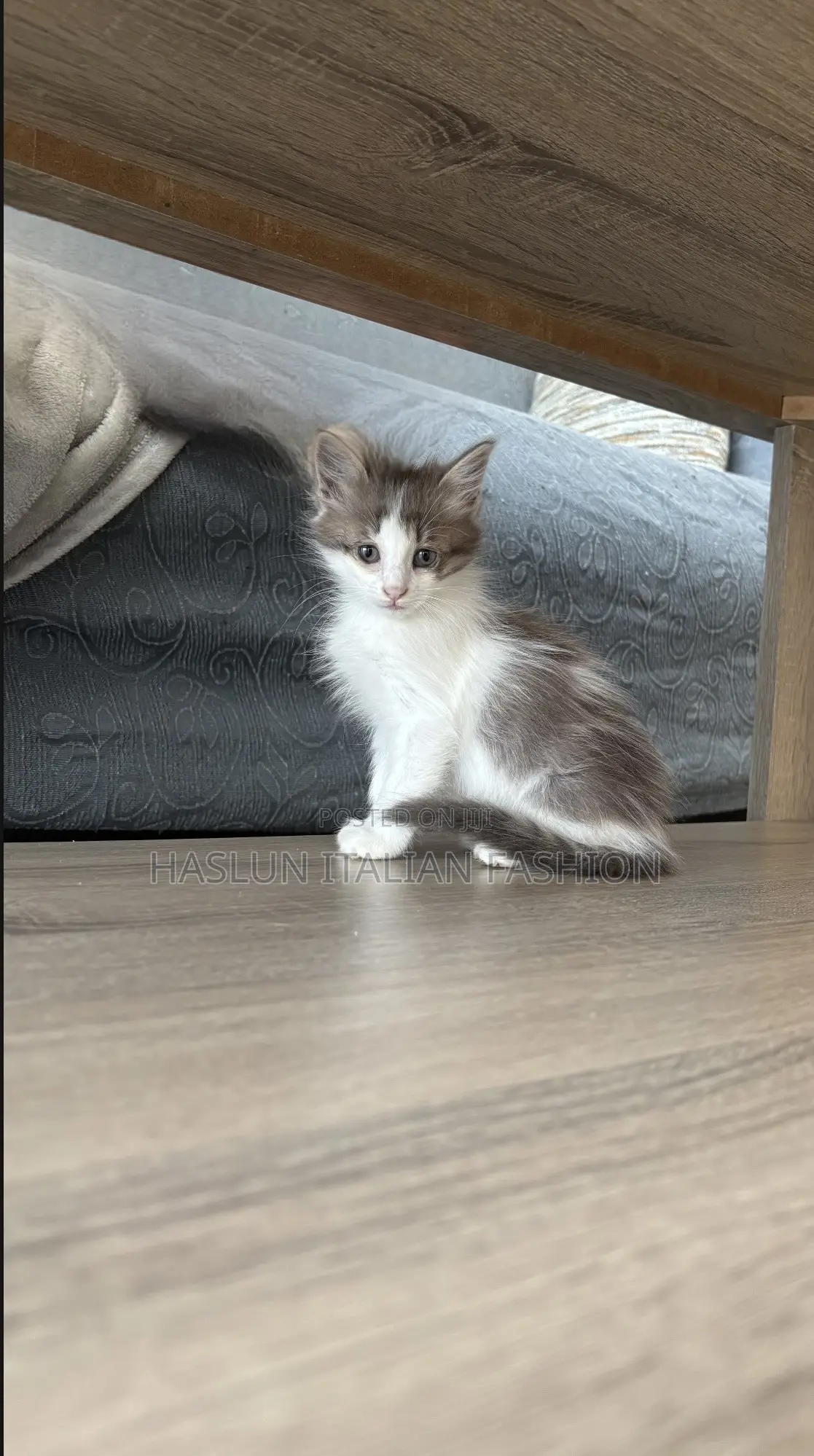 1-3 months Female Purebred Maine Coon