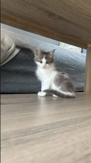 1-3 months Female Purebred Maine Coon