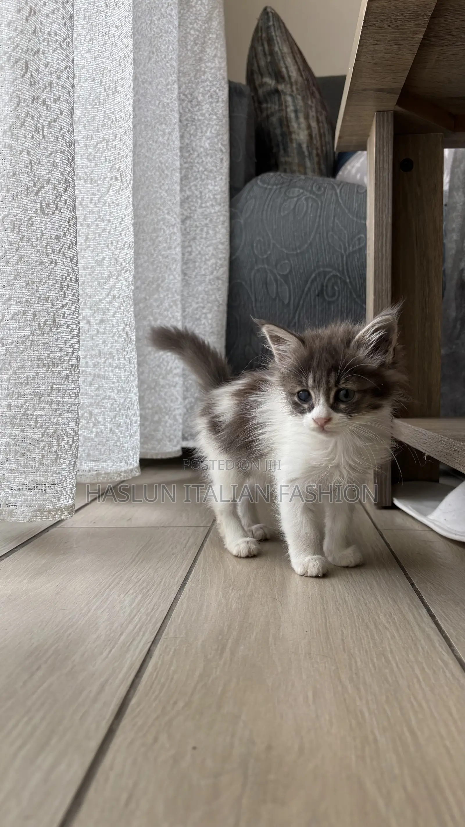 1-3 months Female Purebred Maine Coon