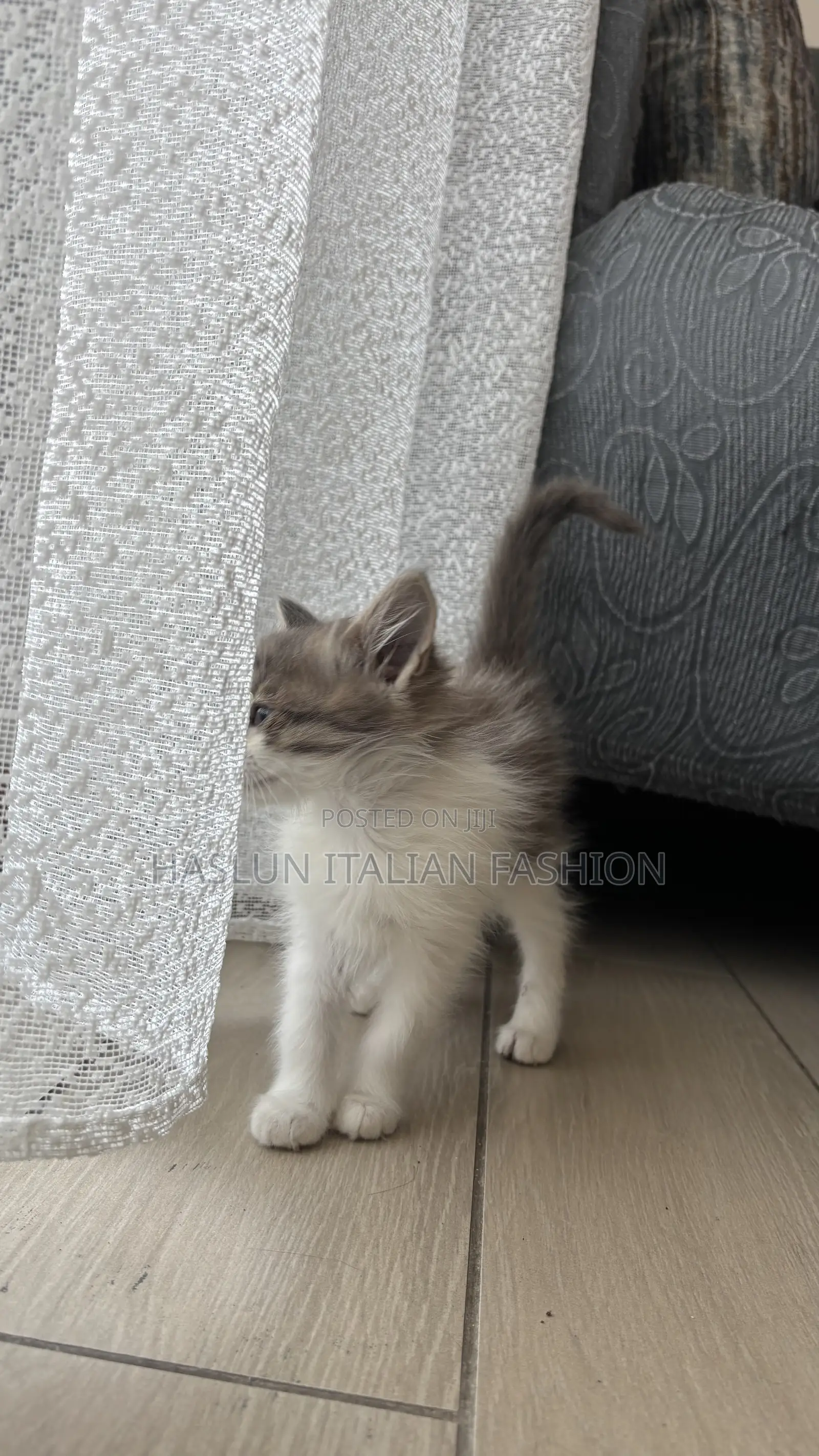 1-3 months Female Purebred Maine Coon