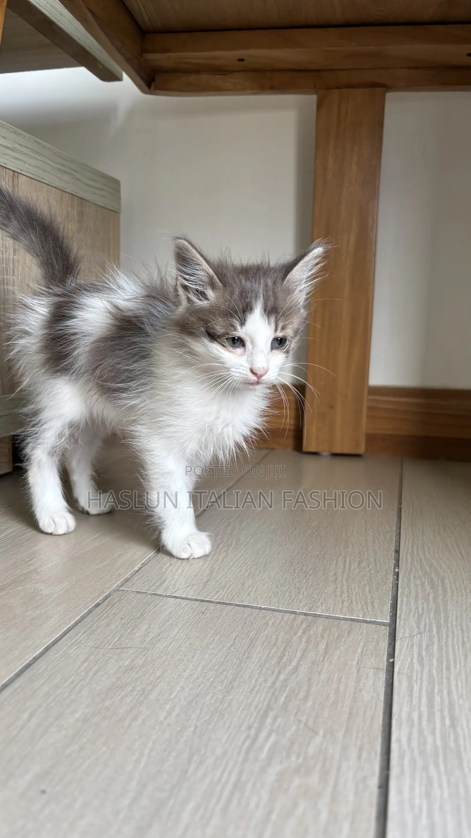 1-3 months Female Purebred Maine Coon