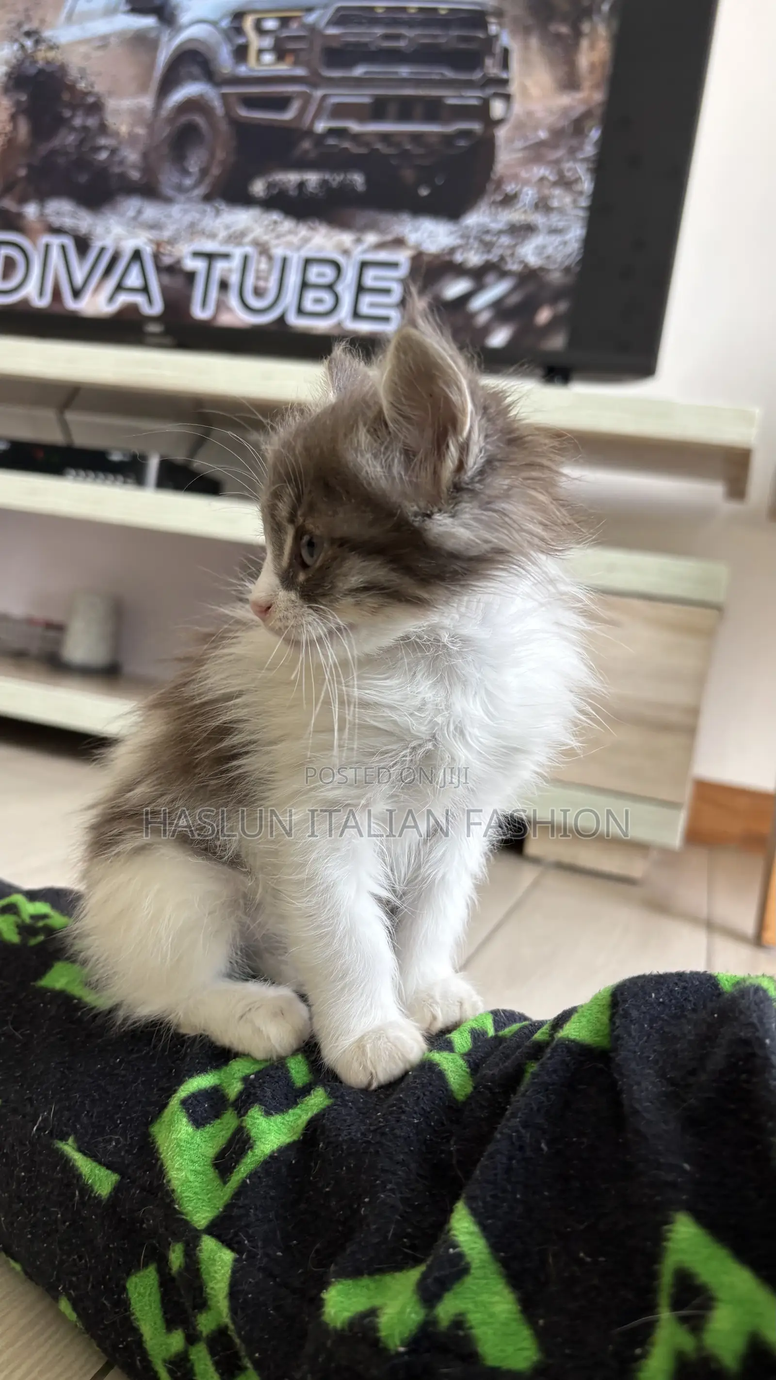 1-3 months Female Purebred Maine Coon