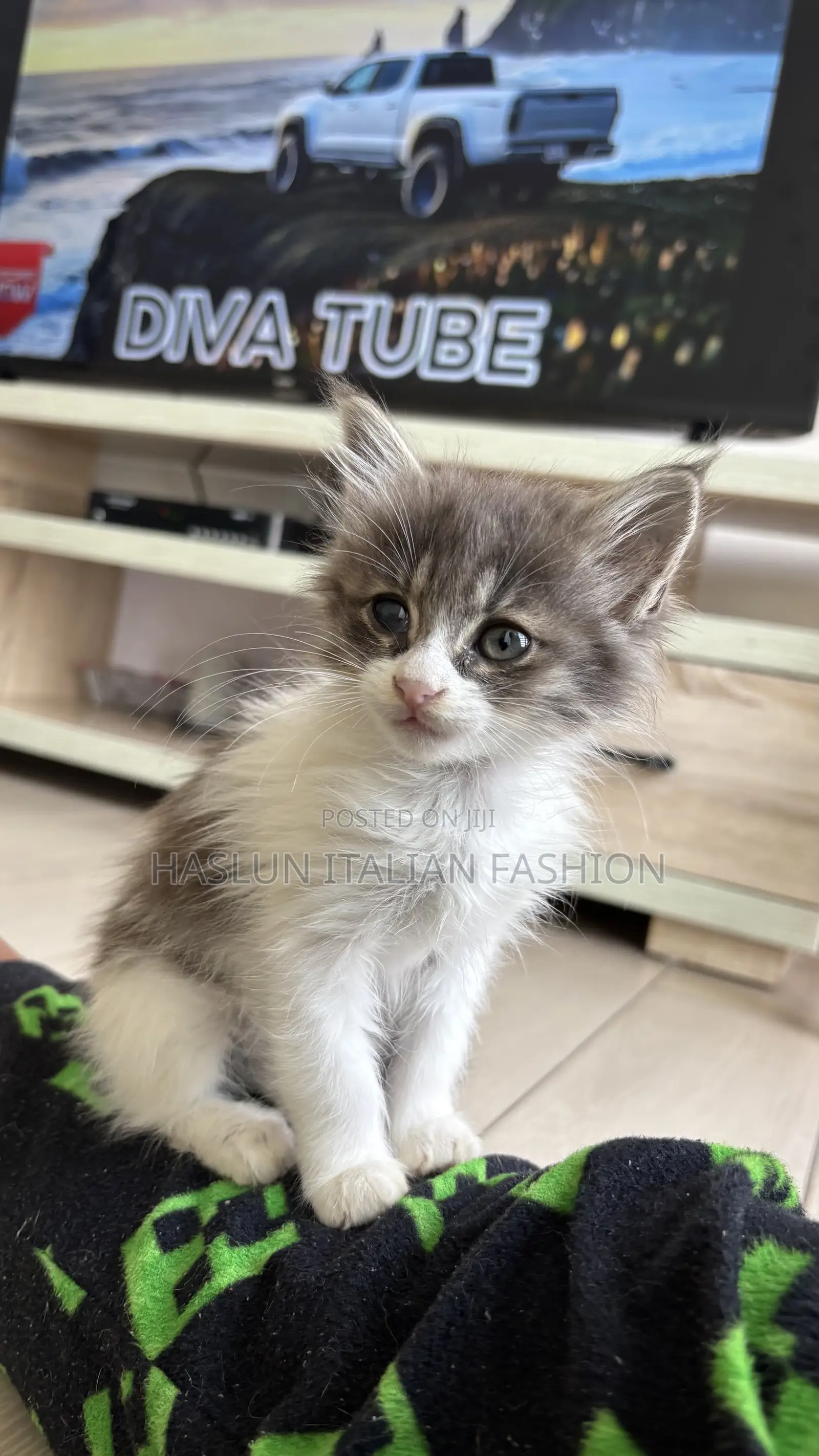 1-3 months Female Purebred Maine Coon