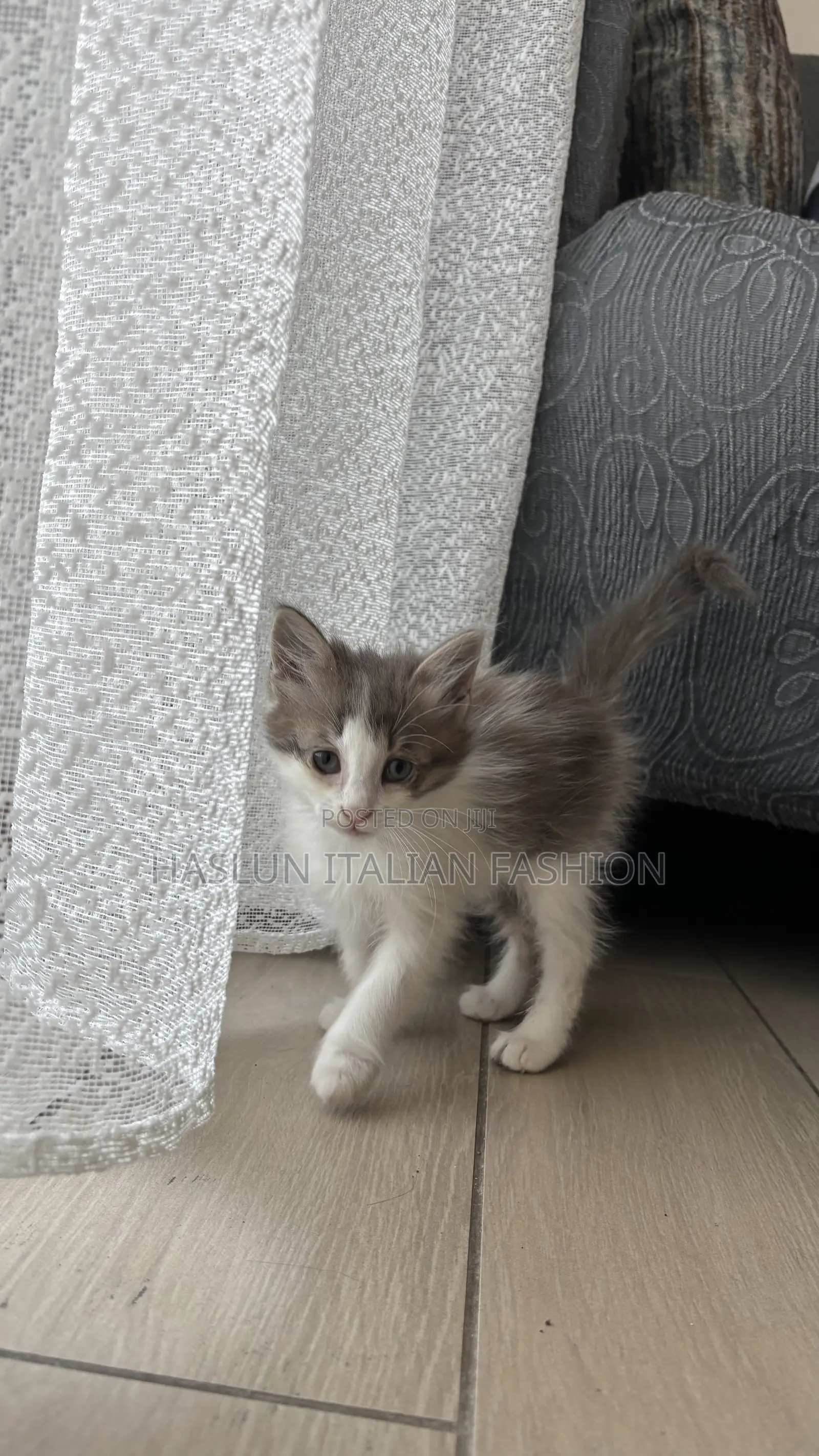 1-3 months Female Purebred Maine Coon