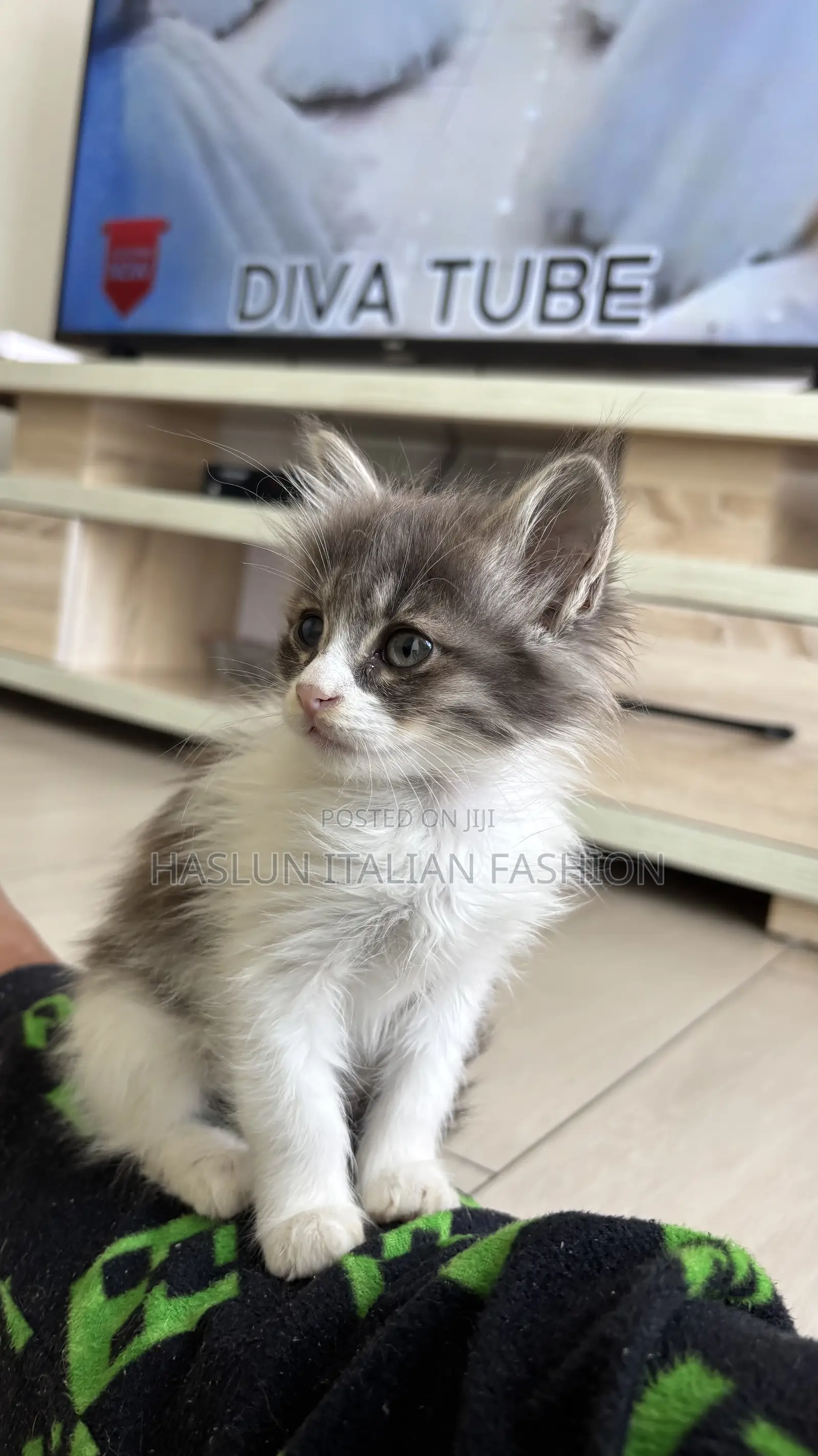 1-3 months Female Purebred Maine Coon