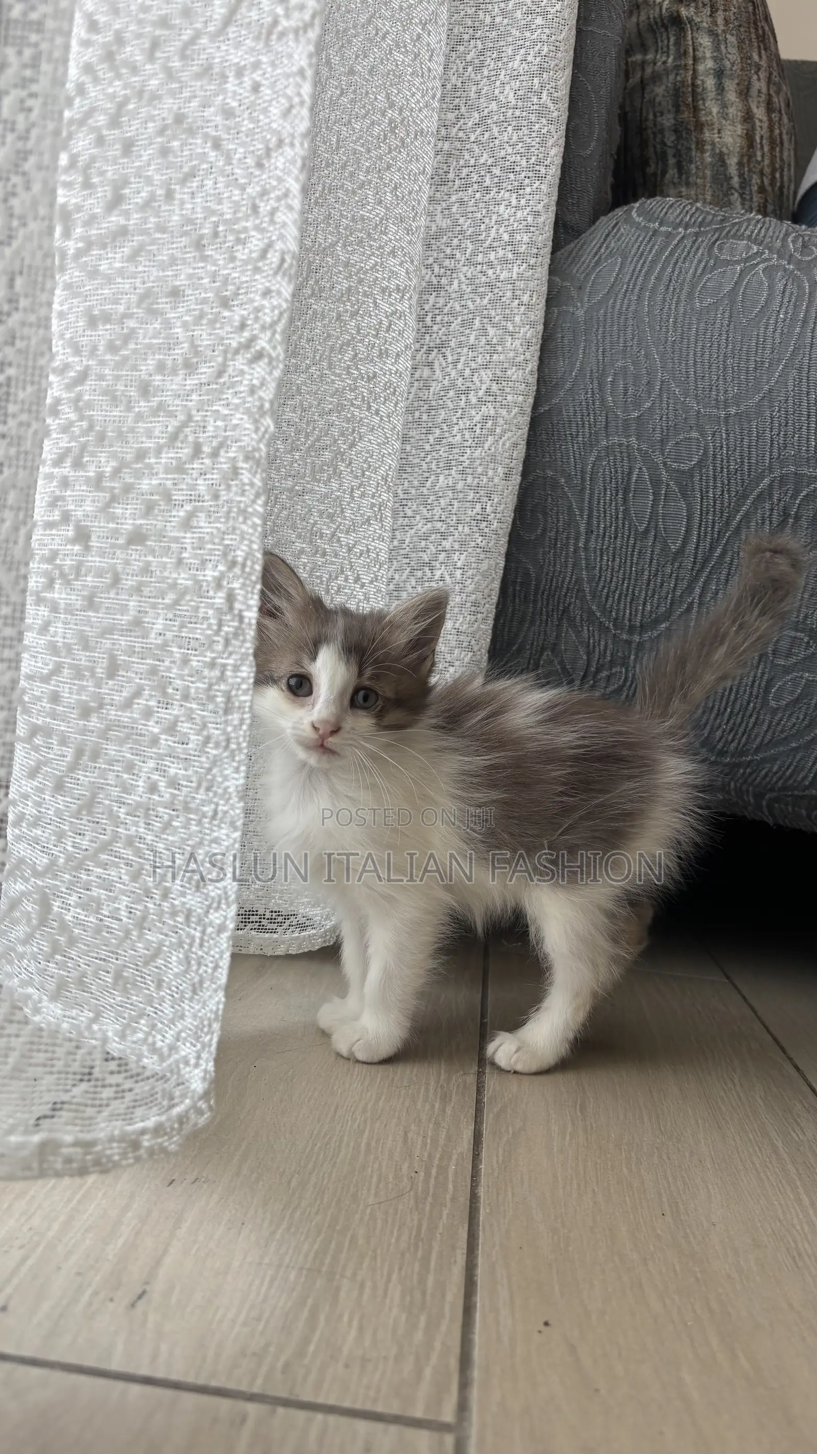 1-3 months Female Purebred Maine Coon
