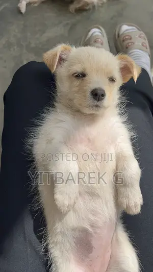 Photo - 1-3 months Female Purebred Maltese