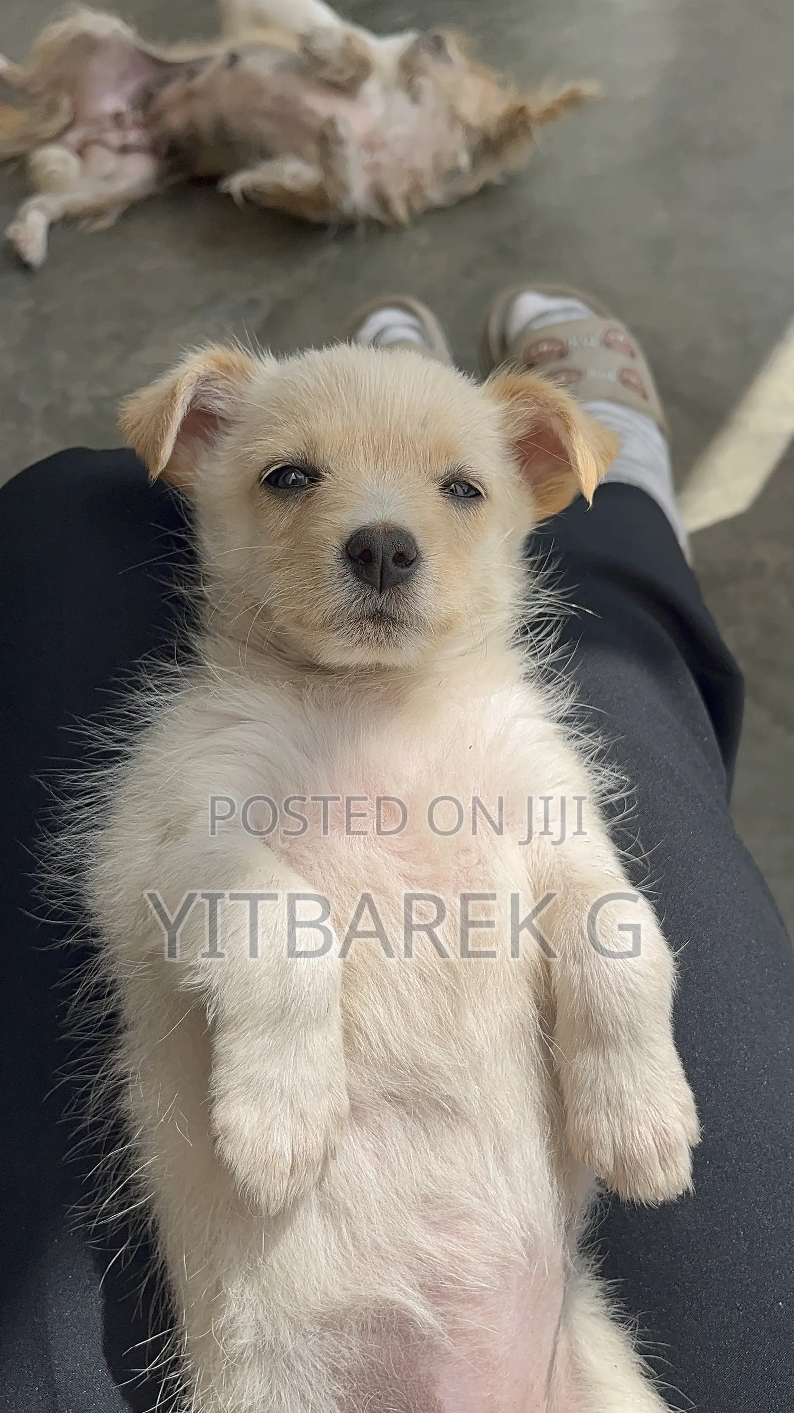 1-3 months Female Purebred Maltese