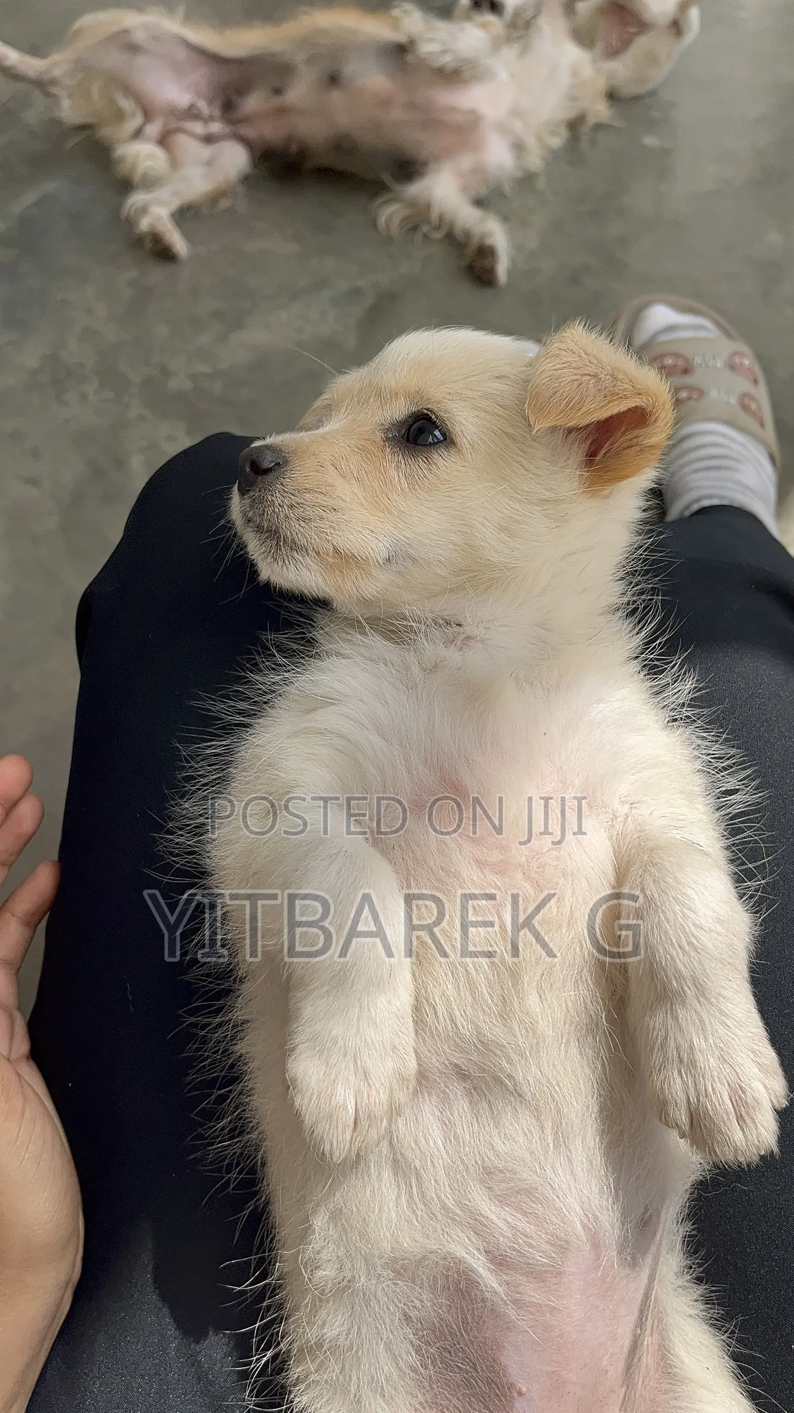 1-3 months Female Purebred Maltese