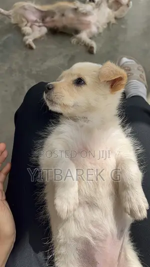 Photo - 1-3 months Female Purebred Maltese