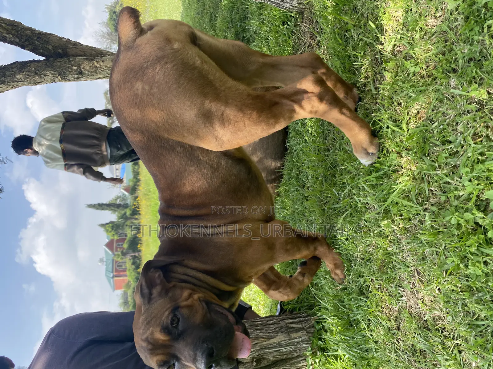 3-6 months Female Purebred Boerboel