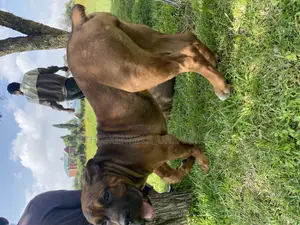 Photo - 3-6 months Female Purebred Boerboel