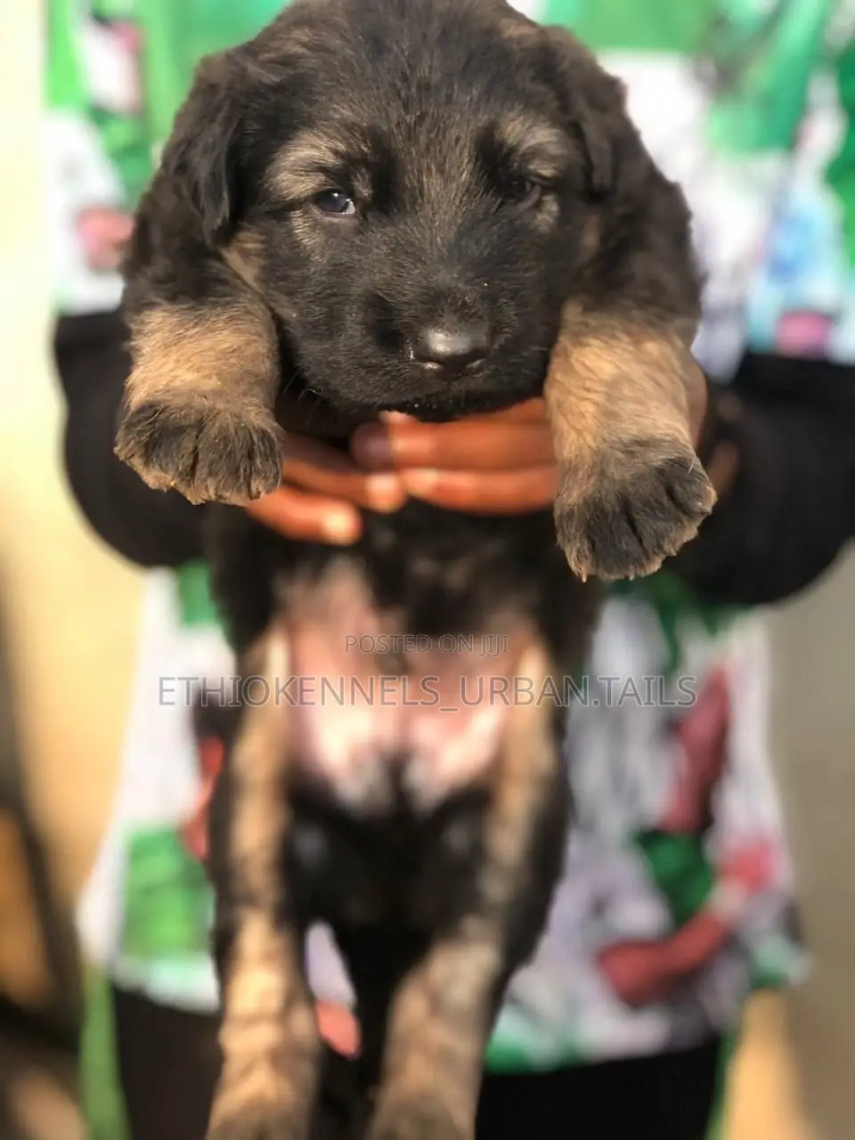 1-3 months Male Purebred German Shepherd