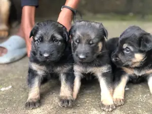 1-3 months Male Purebred German Shepherd