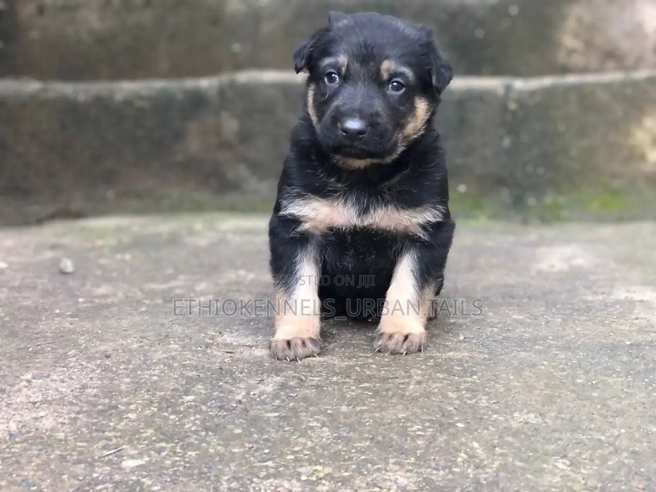 1-3 months Male Purebred German Shepherd