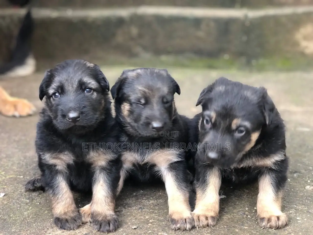 1-3 months Male Purebred German Shepherd