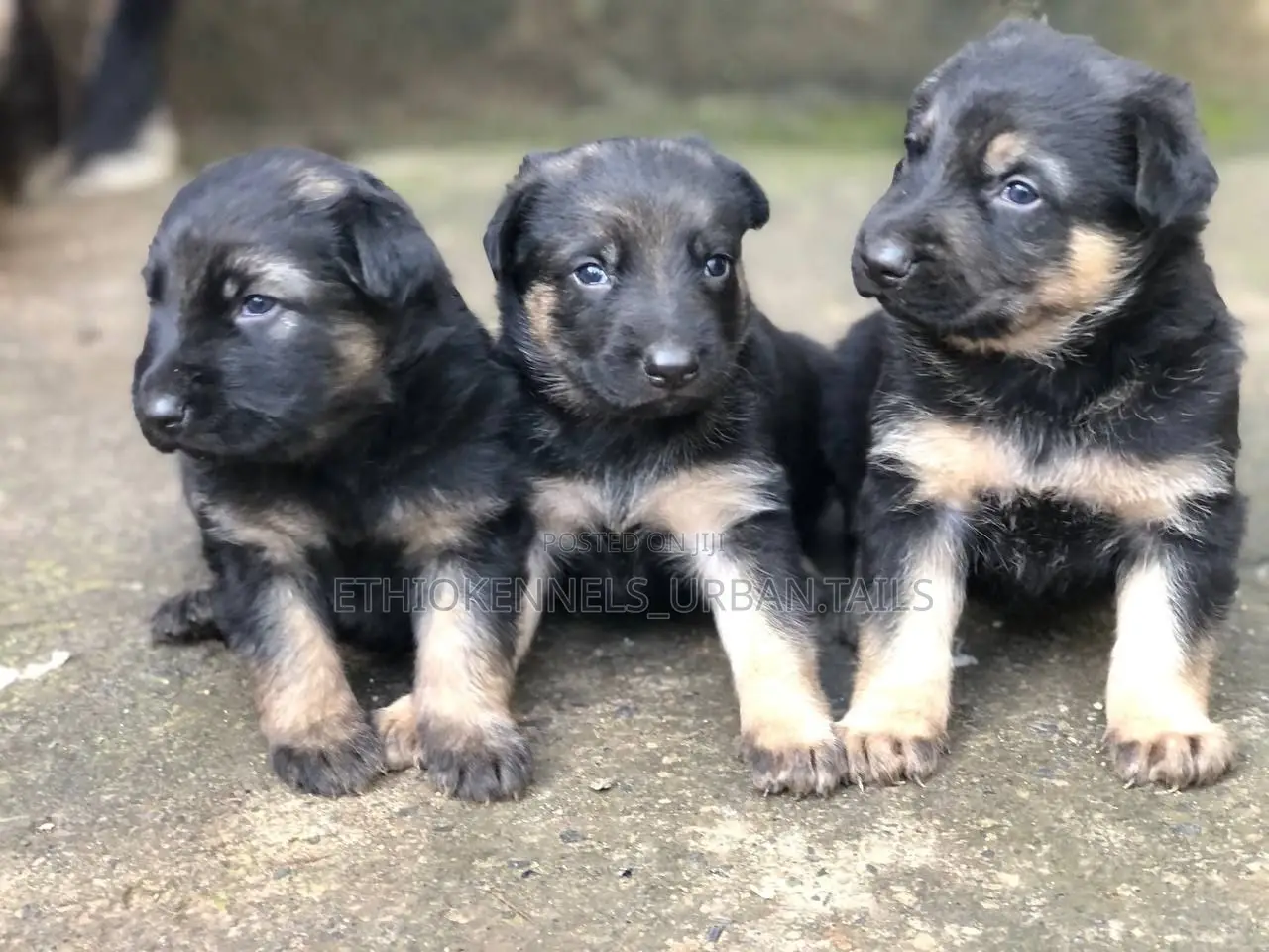 1-3 months Male Purebred German Shepherd