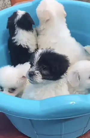 Photo - 1-3 months Female Mixed Breed Maltese