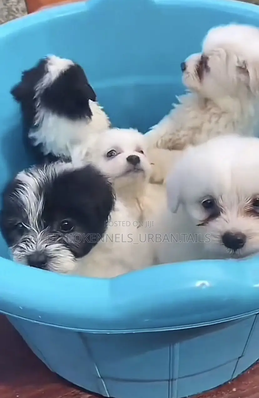 1-3 months Female Mixed Breed Maltese