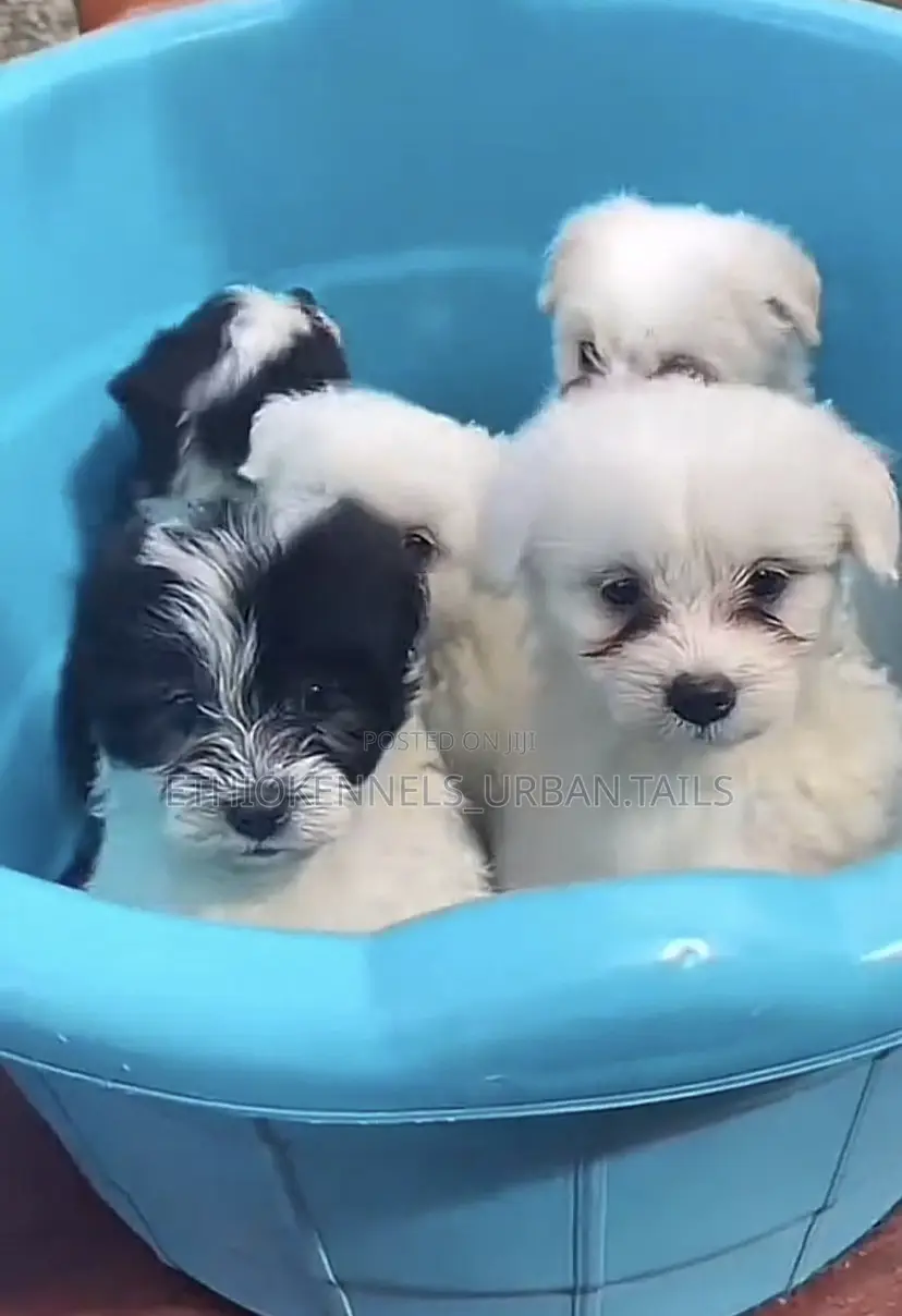 1-3 months Female Mixed Breed Maltese