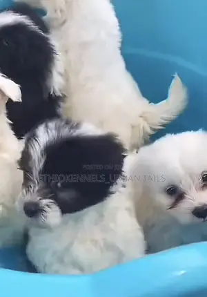 1-3 months Female Mixed Breed Maltese