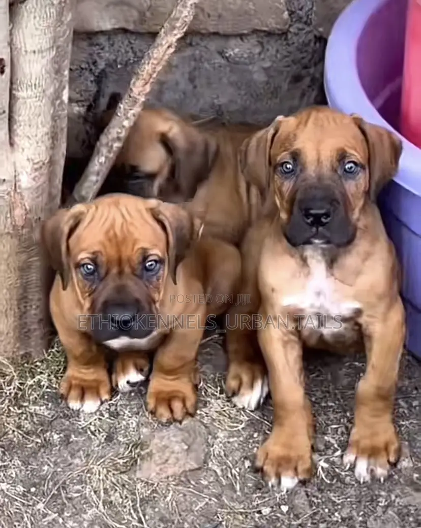 1-3 months Male Purebred Bullmastiff