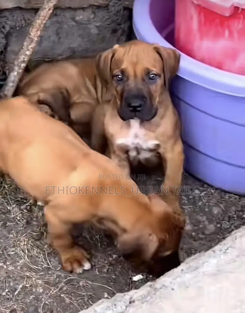 1-3 months Male Purebred Bullmastiff