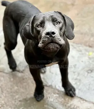 3-6 months Male Purebred Bullmastiff