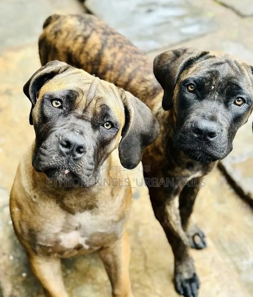 3-6 months Male Purebred Bullmastiff