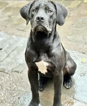 3-6 months Male Purebred Bullmastiff