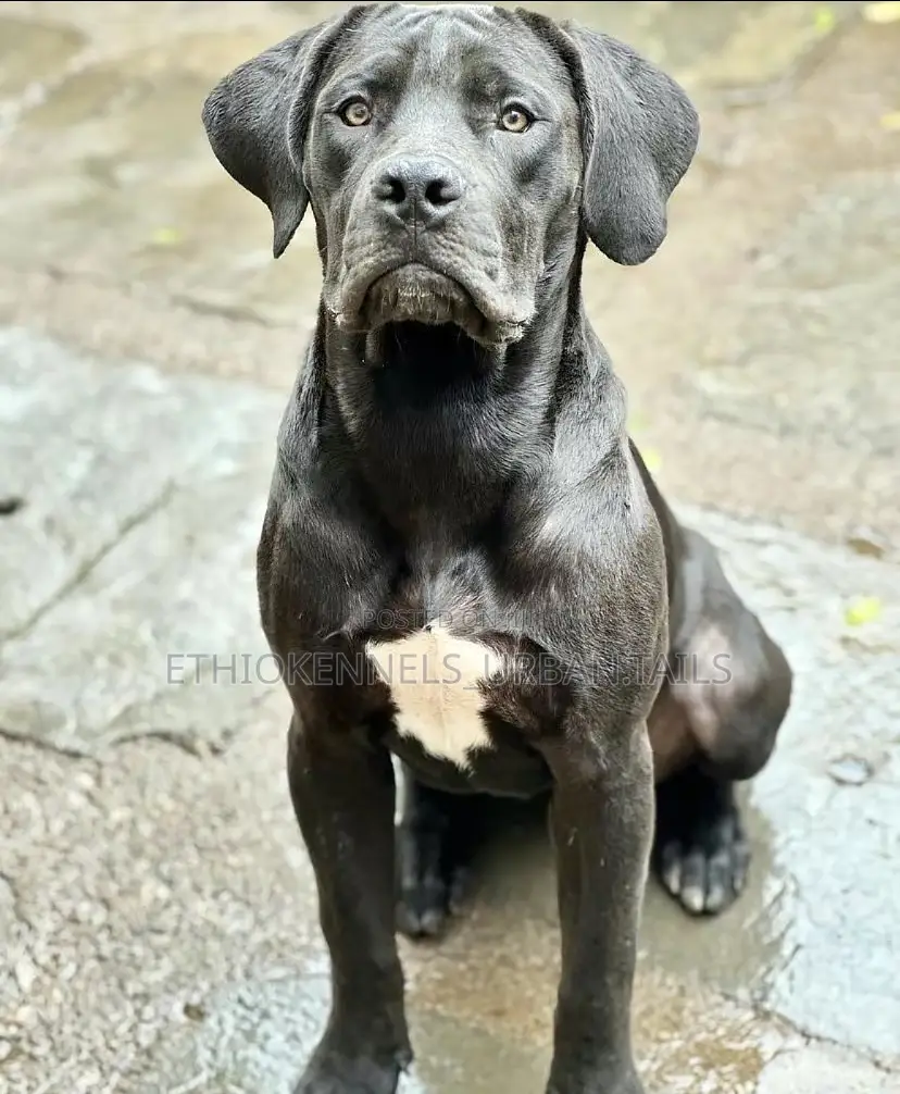 3-6 months Male Purebred Bullmastiff