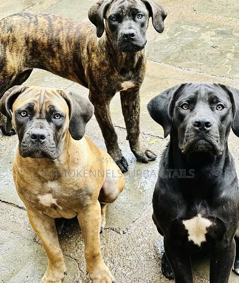 3-6 months Male Purebred Bullmastiff